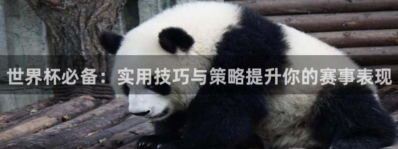 世界杯足球比赛:世界杯必备:实用技巧与策略提升你的赛事表现